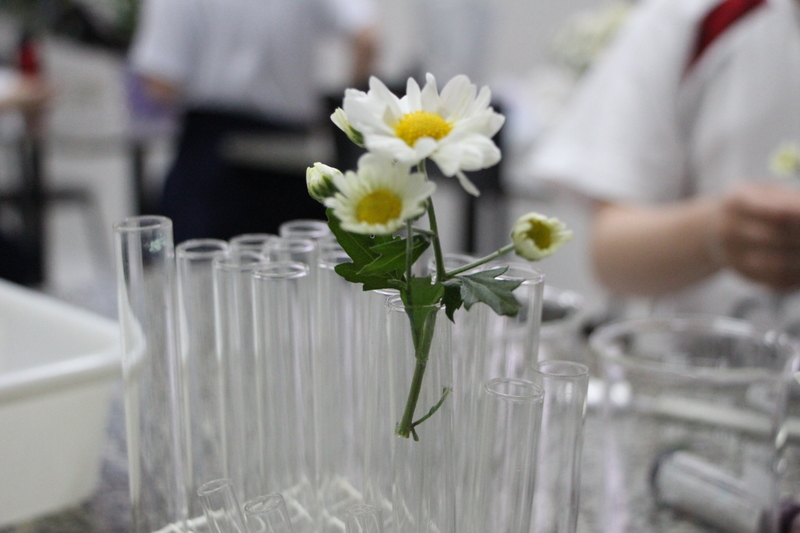 Experimento científico com flores é realizado com educandos do 1º ano e o resultado é surpreendente