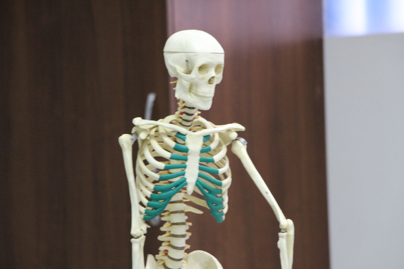 Estrutura óssea é tema de experimento no Laboratório de Ciências